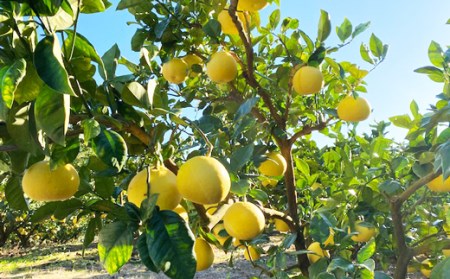 吉村農園の土佐文旦大玉5kg(家庭用)