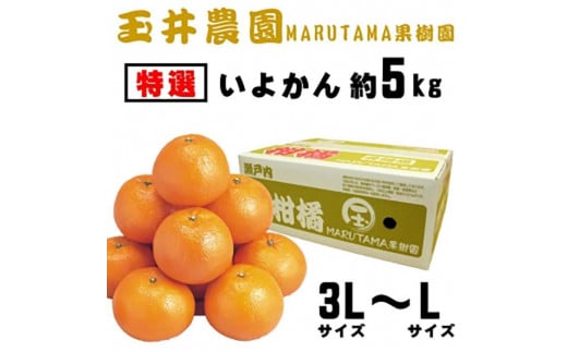 【先行予約】【2026年2月上旬頃発送】【特選】玉井農園のいよかん 5kg（3L〜Lサイズ） 愛媛 みかん 蜜柑 柑橘 いよかん フルーツ 伊予柑 愛媛県 松山市