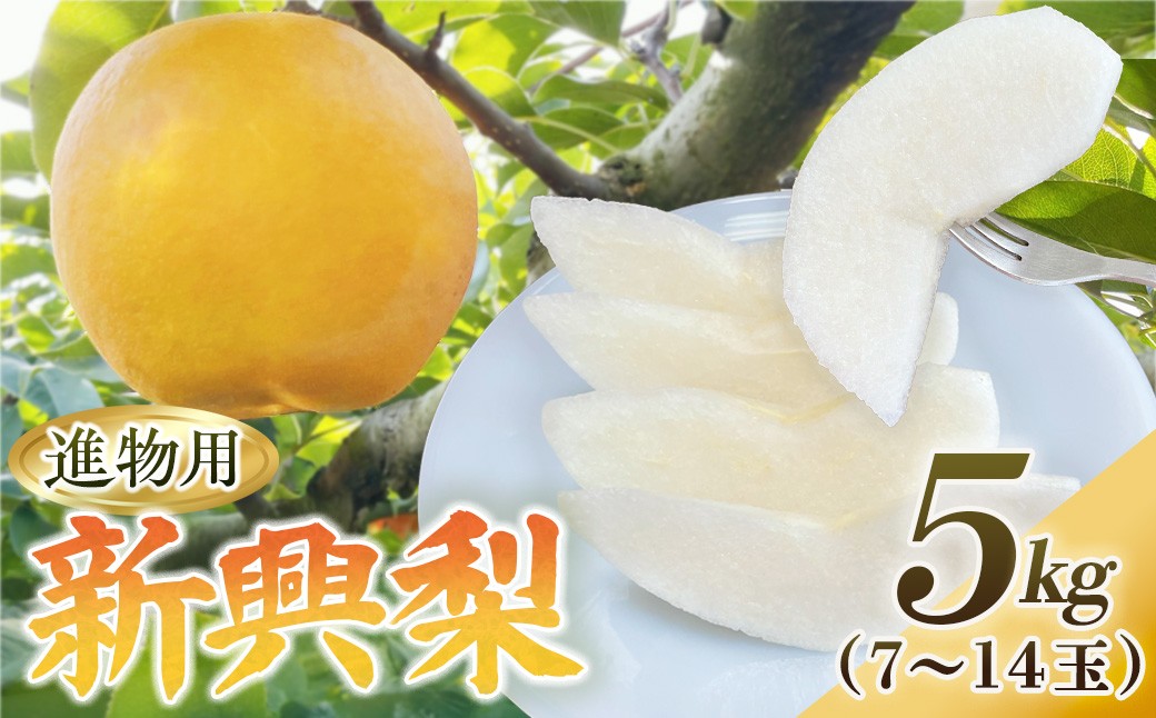
                  新興梨【進物用】5kg（有梨の実　石田） 鳥取 梨 なし ナシ 果物 フルーツ 和梨 新興梨 しんこうなし 人気 進物 贈答用
                
