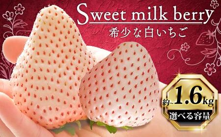 【高級】白いちご 1600g いちご 白いちご