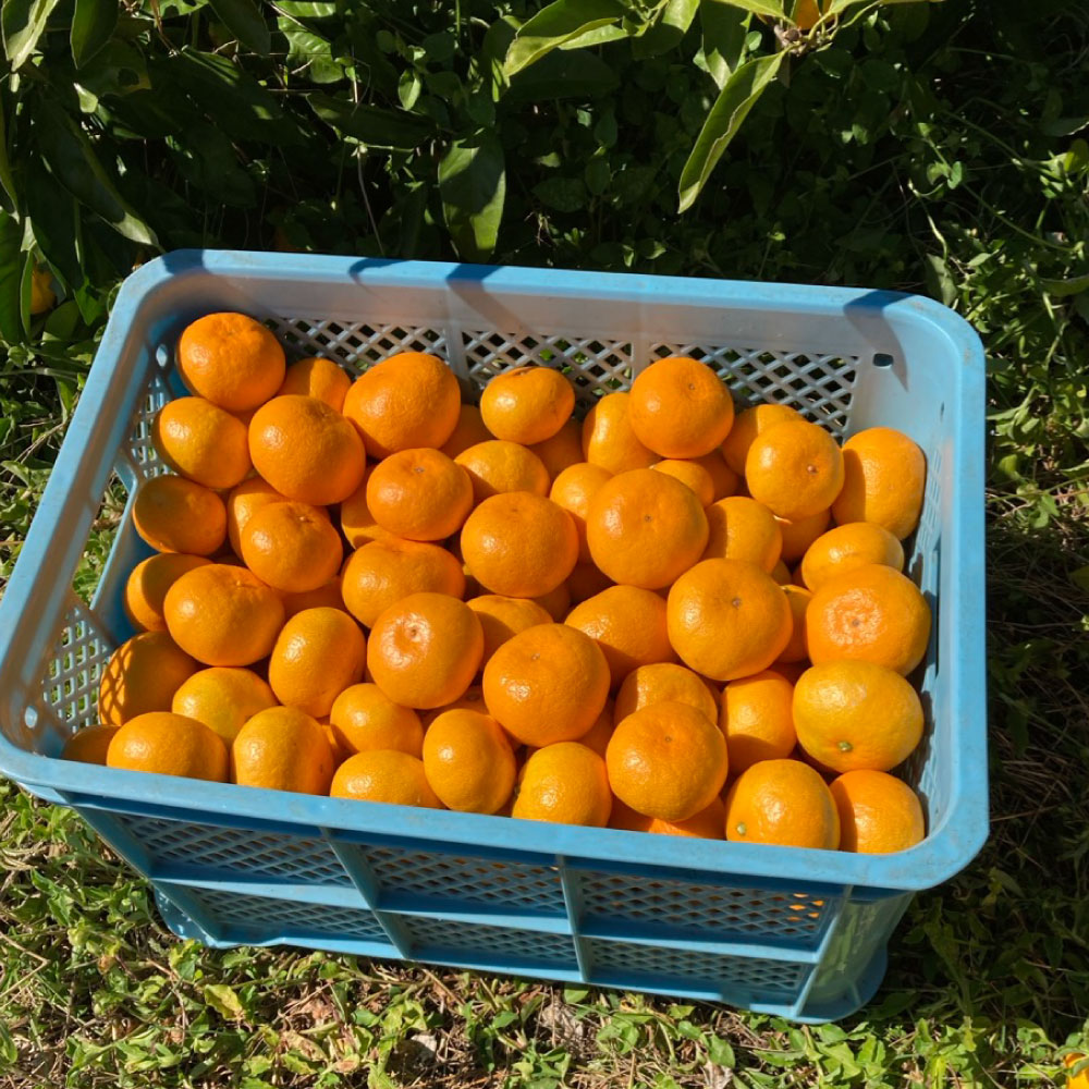 【ふるさと納税】＜選べる内容量＞熊本県河内産 みかん 興津早生みかん 3kg・5kg 有機肥料使用 ミカン 蜜柑 柑橘類 フルーツ くだもの 果物 果実 熊本県産 国産 九州 熊本県 熊本市 送料無料【2025年11月上旬～11月下旬迄発送予定】