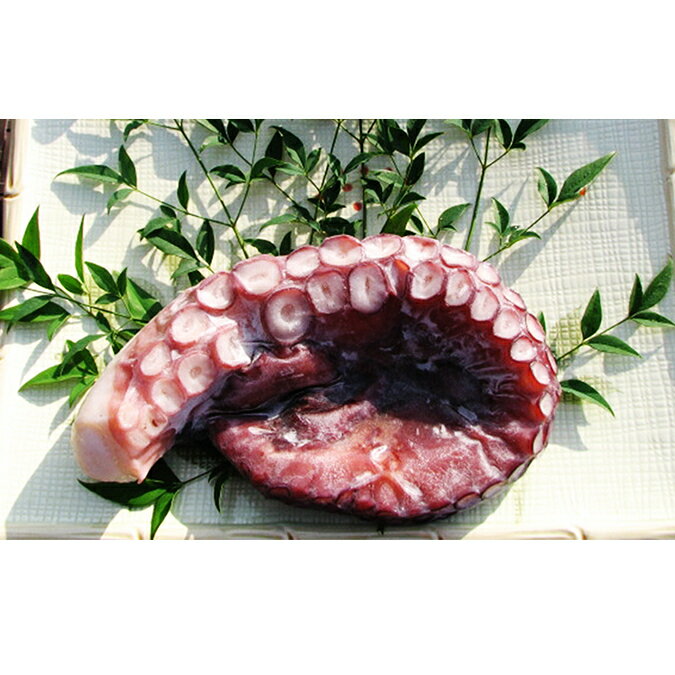 【ふるさと納税】丸々太ったボイルタコ 1本 魚貝類 たこ タコ 茹で 刺身 たこ焼き 炒め物 酢の物 フライ 天ぷら 冷凍 日本海産 惣菜 日本酒 肴 珍味 日本酒 お取り寄せ 食品 食べ物 おつまみ 贈り物 プレゼント 家庭用 自宅用 送料無料 シーフード myz02