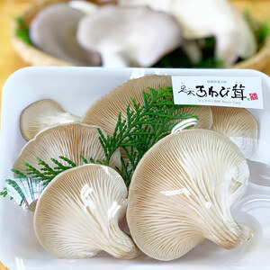 あわび茸 生 250g ( きのこ 希少 足太あわび茸 きのこ キノコ 国産 きのこ 食材 健康 きのこ 農薬不使用 滋賀県 きのこ 竜王町 きのこ 送料無料 贈り物 ギフト 産地直送 )