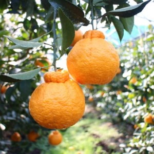 【2025年3月～4月順次発送】採れたて新鮮 濃厚な甘さ 超熟しらぬい 5kg 農家直送 和歌山県産【1545883】