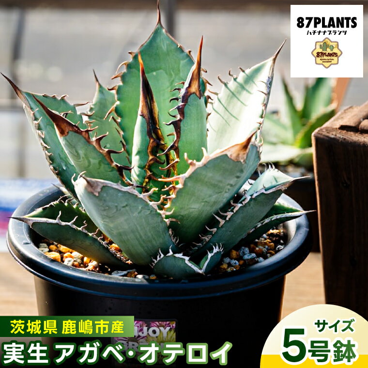 【ふるさと納税】鹿嶋市産 実生アガベ・オテロイ（5号鉢サイズ）【アガベ オテロイ 多肉植物 鉢 茨城県 鹿嶋市】（KCP-11）