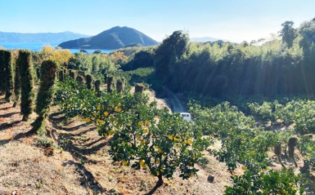 吉村農園 土佐文旦5kg(贈答用) 文旦