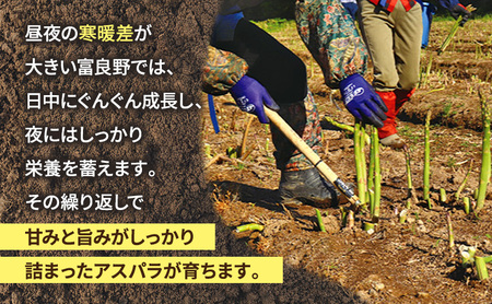 【2027年春発送】富良野産 アスパラ 約1kg 標準 (M～Lサイズ混合)中山農園 アスパラガス 野菜