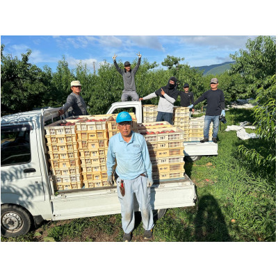 【2026年発送先行受付】厳選朝採り桃 山梨の笠井桃園の桃 約2kg【配送不可地域：離島】