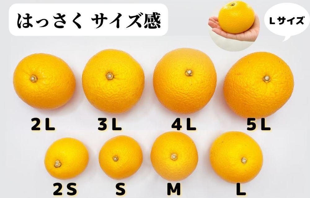 八朔 (はっさく)  玉ぞろい 箱込 10kg(内容量約 9.2kg) 2L L Mサイズのいずれか 秀品 優品 混合和歌山県産  産地直送【おまけ付き】【みかんの会】AX235_イメージ4