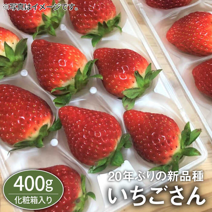 【先行予約】期待の新ブランドいちご「いちごさん」（化粧箱入り400g） [IBJ002]