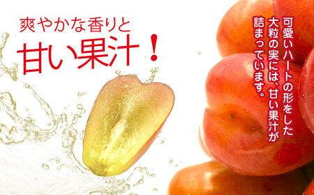 平山ぶどう園のマイハート（種なし）600g × 1房 / KTRBV002 / ぶどう ブドウ 葡萄 種なし たねなし フルーツ 果物 令和7年発送
