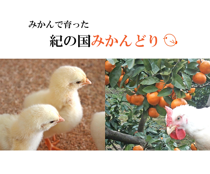 534.【紀の国みかんどり使用】鶏鍋4人前セット(A534-1)