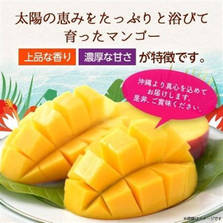 【2026年6月から順次発送・訳あり】JAおきなわ厳選 アップルマンゴー1.5kg(3～6玉)【配送不可地域：離島】【1724295】