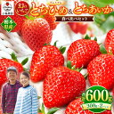 【ふるさと納税】幻 の いちご プレミアム とちひめ ・ とちあいか 食べ比べ 600g〈2024年1月中旬～3月中旬の発送〉｜希少 柔らかい 果肉 大粒 ジューシー 果汁 イチゴ 苺 各300g×2 特産品 栃木県 真岡市