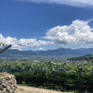 【令和6年9月から順次発送】シャインマスカット2房1.2~1.5kg【配送不可地域：離島】【1508023】