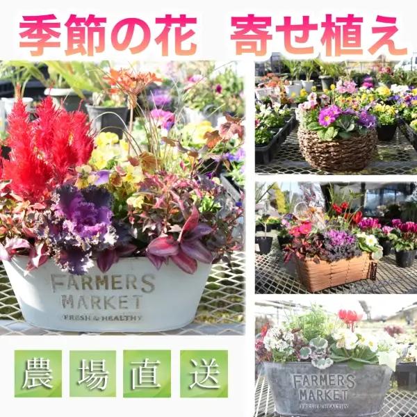 花 【農場直送！】季節の花　寄せ植え