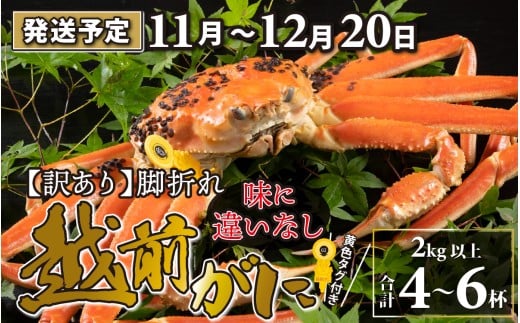 【先行予約】【訳あり】越前がに 4～6杯 （合計2kg以上） 脚折れ【11月～12月20日発送予定】 ズワイガニ ずわいがに ズワイ蟹 越前ガニ 訳あり 脚折れ 味に違いなしボイル 刺身 蟹 鍋 しゃぶしゃぶ 冷蔵  カニ 鍋 冬 海鮮 かに 国産 南越前町 福井県　送料無料