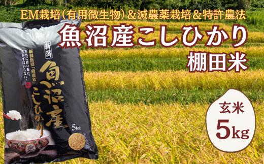 【令和7年産】農家直送の棚田米 魚沼産コシヒカリ 玄米5kg(5kg×1袋) 佐藤農場 | 新潟県産 コシヒカリ お米 米 おこめ こめ コメ こしひかり 玄米 魚沼産 ブランド米 人気 おすすめ 産地直送 【0018-0025-01】