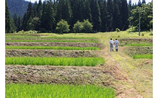 【令和5年産米】小野小町の郷特別栽培米あきたこまち　5kg×2袋[H2202]