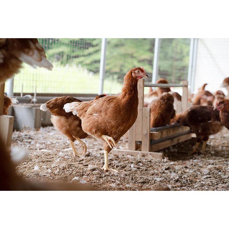 平飼い有精卵　香草卵60個入り（54個+破卵補償6個）｜安心安全　こだわり　たまご　生卵　鶏卵　国産　タマゴ_イメージ3