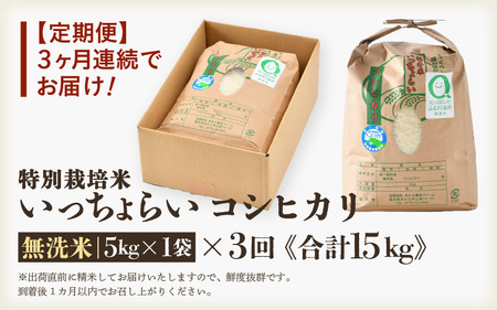 【令和5年産】《定期便3回》特別栽培米 いっちょらい 無洗米 5kg（計15kg）／ 福井県産 ブランド米 コシヒカリ ご飯 白米 新鮮 大賞 受賞