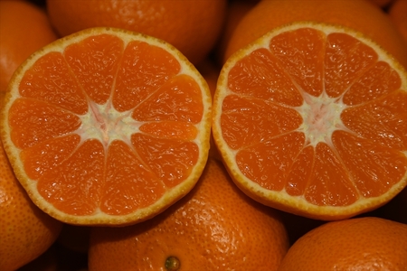 神奈川県産大津みかん10ｋｇ〈出荷時期：2025年12月10日出荷開始～2025年１2月29日出荷終了〉【 みかん 神奈川県 山北町 】