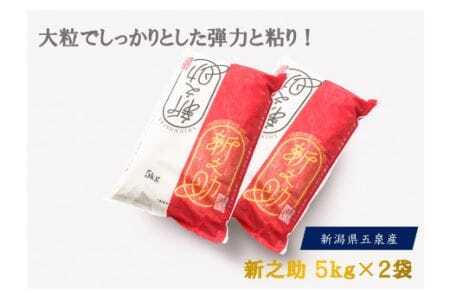 【令和7年度産米】新之助 精米 10kg（5kg×2袋）〈10月上旬以降順次発送〉 |五泉市 新之助