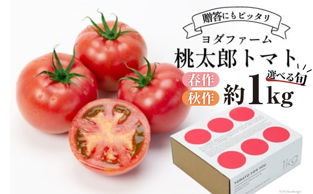 
                  春作 ・秋作 トマト 桃太郎 約1kg ＜選べる発送時期＞ [ヨダファーム 山梨県 中央市 21470963] とまと tomato 野菜 やさい 1キロ 季節限定 期間限定 産地直送 山梨県産 【2026年10月下旬～12月下旬発送予定】
                