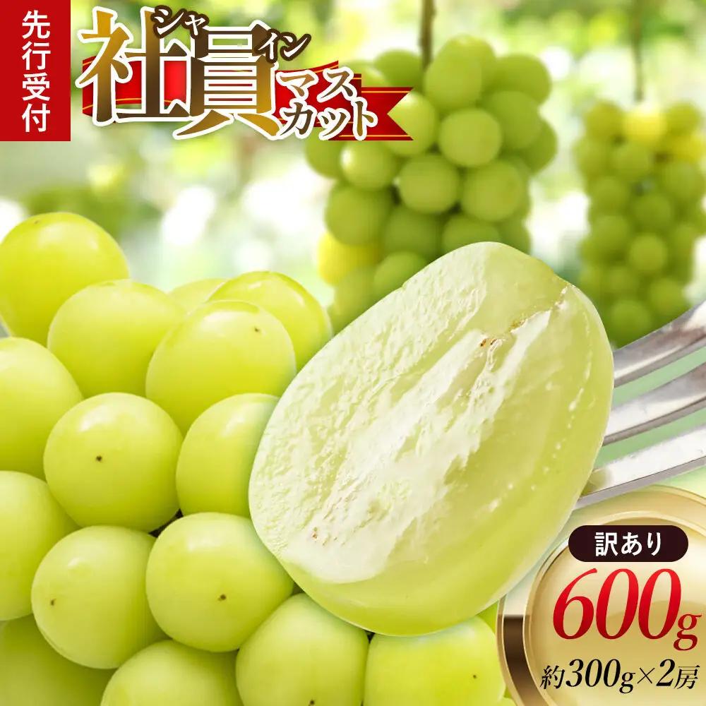 《先行受付》【訳あり】シャインマスカット【社員マスカット】約300g×2房 約600g