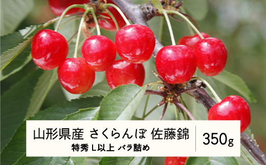 《先行予約》2024年 山形県産 さくらんぼ 佐藤錦 バラ詰め 350g 特秀 L以上 サクランボ フルーツ 果物 F21A-344