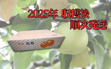 【先行予約】（訳あり）中野農園 梨 ”王秋梨” 5kg箱｜鳥取 岩美 梨 なし ナシ【41018】