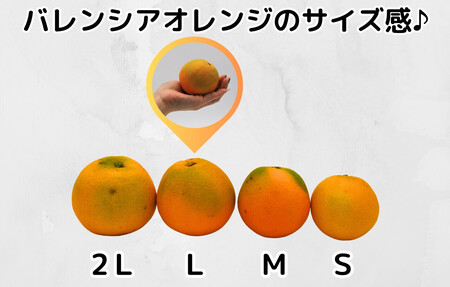 訳あり バレンシアオレンジ  国産 箱込 2.5kg (内容量 2.3kg ) サイズミックス 和歌山県産 産地直送 みかんの会