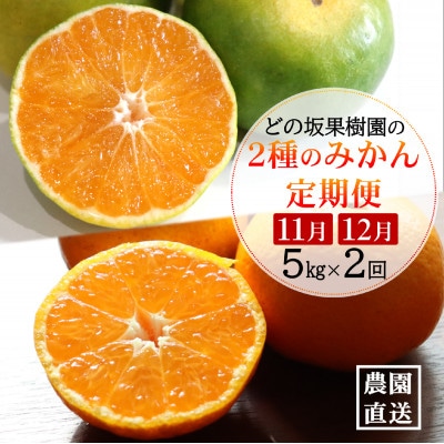 【発送月固定定期便】みかん好きのためのみかん定期便(ゆら早生みかん・完熟みかん)　各5kg　全2回【配送不可地域：離島・北海道・沖縄】【4052463】