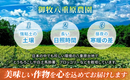 【先行受付2026年発送】野菜ソムリエサミット金賞受賞！東御市産とうもろこし（ピュアホワイト）約3.2kg（7～10本） | スイートコーン※2026年7月上旬～9月上旬頃に順次発送予定※着日指定不可