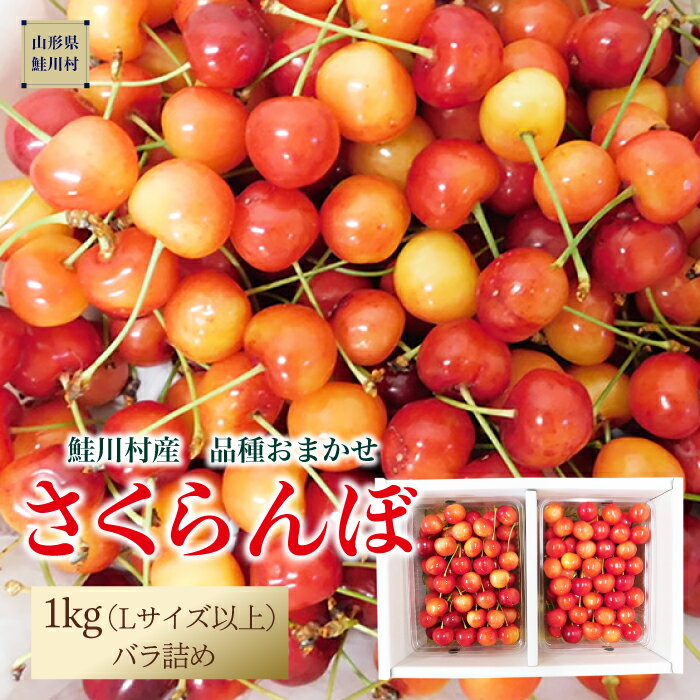 【ふるさと納税】【令和8年産 早期受付】 鮭川村産さくらんぼ ＜品種おまかせ＞ Lサイズ以上バラ詰め 1kg（500g×2P）