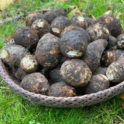 ふるさと納税 津和野町 日本三大芋煮の里、津和野の大地で育てた泥付き里芋850g×2袋