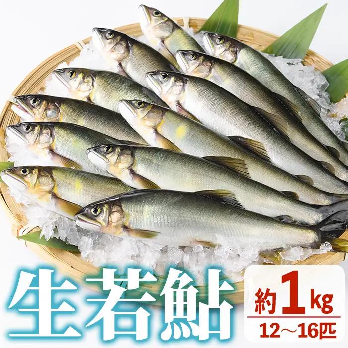 【北海道・離島配送不可】生若鮎(約1kg・12～16匹) 鮎 冷蔵 若鮎 生き〆 生きシメ 国産 門川町産 宮崎県産 塩焼き あゆ 川魚 養殖 香魚 期間限定 【ME-01】【米良水産】