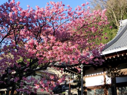 静岡県伊豆市（西伊豆エリア）　ANAトラベラーズホテル割引クーポン（4,500点）