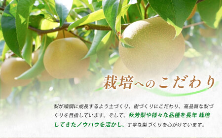 美祢市産 梨 あきづき（ 約3kg ） 先行予約 〈 2026年9月下旬 ～ 発送予定 〉