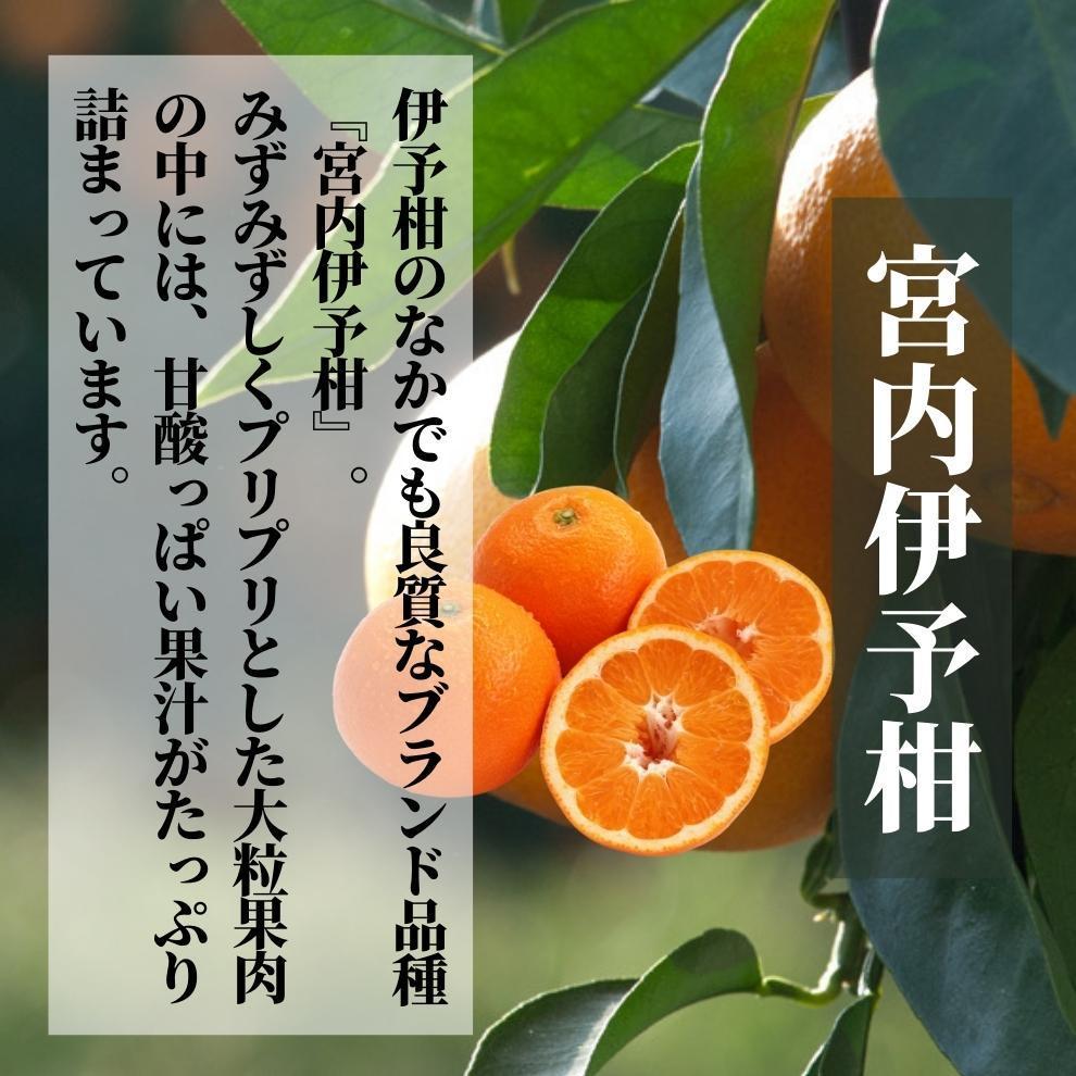 【早期予約受付中！2026年2月〜順次発送】【三種のみかん食べ比べ箱】 ＜2月から順次発送＞ せとか・はるか・伊予柑 約1.5kg 家庭用　 | 愛媛 みかん 先行予約 蜜柑 柑橘 果物 くだもの フ