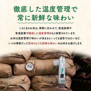 新米 先行予約 無洗米 新潟県産コシヒカリ 10kg 無洗米 こしひかり 令和6年産 無洗米  [株式会社白熊]【014S021】