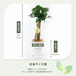 【観葉植物】パンダガジュマル 65cm～75cm 前園植物園 IB002-005 観葉植物 ※北海道・沖縄・離島配送不可