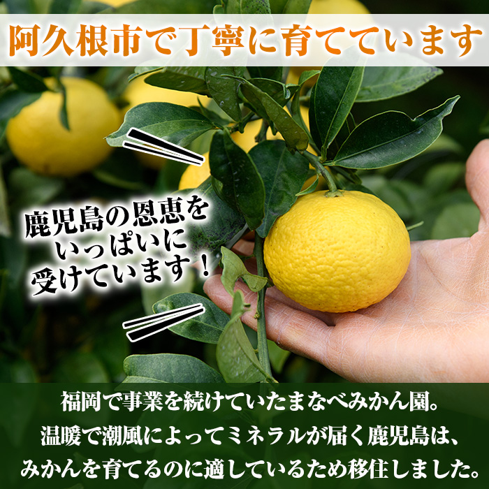 ＜先行予約受付中！2027年2月上旬以降順次発送予定＞訳あり！まなべみかん園の黄金柑(約2.5kg) 国産 鹿児島県産 阿久根市産 柑橘類 果物 フルーツ みかん ミカン 蜜柑 期間限定 数量限定 デ