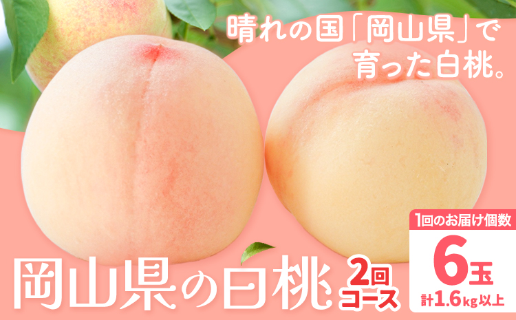 【2026年先行予約】岡山の白桃2回コース 6玉 (1.6kg以上) 株式会社山博 (中本青果)《2026年7月上旬から8月上旬出荷》岡山県 浅口市 桃 もも フルーツ 送料無料 冷蔵 定期便【配送不可地域あり】（北海道・沖縄・離島）---124_c1842_7a8a_25_63000_tei---