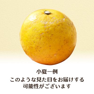 ふるさと納税 土佐清水市 R8.4月 規格外だけど規格外じゃない!? 訳あり 小夏 10kg(日向夏)柑橘【R01496】 |  | 02