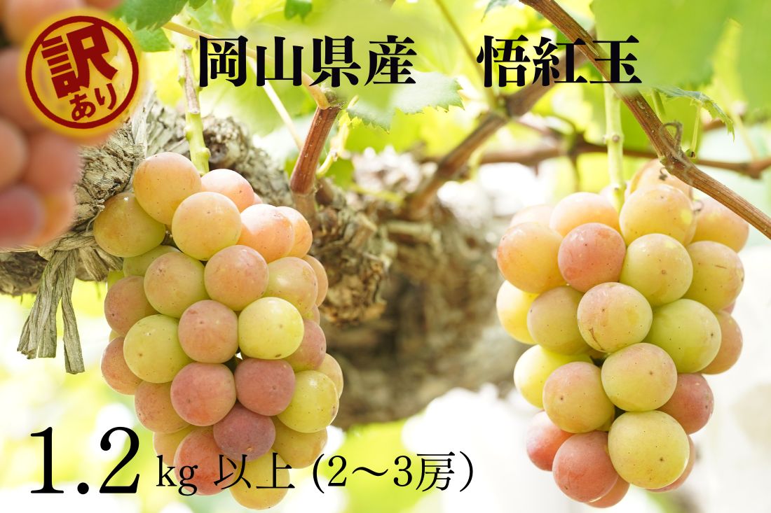 【ふるさと納税】訳あり 悟紅玉 旧ゴルビー 2～3房 合計1.2kg以上 産地直送 朝採れ ぶどう ブドウ 葡萄 フルーツ くだもの 果物 果物 Kawahara Green Farm 2025年 大粒 完熟 冷蔵 岡山県産 国産 岡山県 倉敷市 送料無料