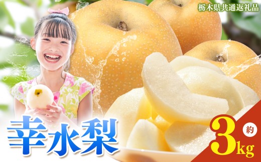 栃木県産 梨 幸水 3kg 【2026年先行予約】| こうすい なし ナシ 完熟 果物 フルーツ プレゼント ご褒美 お取り寄せ 贈答 おいしい ジューシー 数量 限定 栃木県産 栃木県 真岡市 減農薬 送料無料