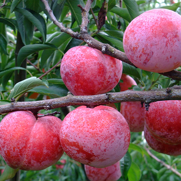 やまがたのプラム 秋姫(あきひめ) 秀品 約1.4kg(6～12玉程度) 【令和8年産先行予約】FS23-815