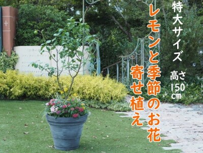 植物 レモン 花 寄植え 特大サイズ 植物 寄せ植え
