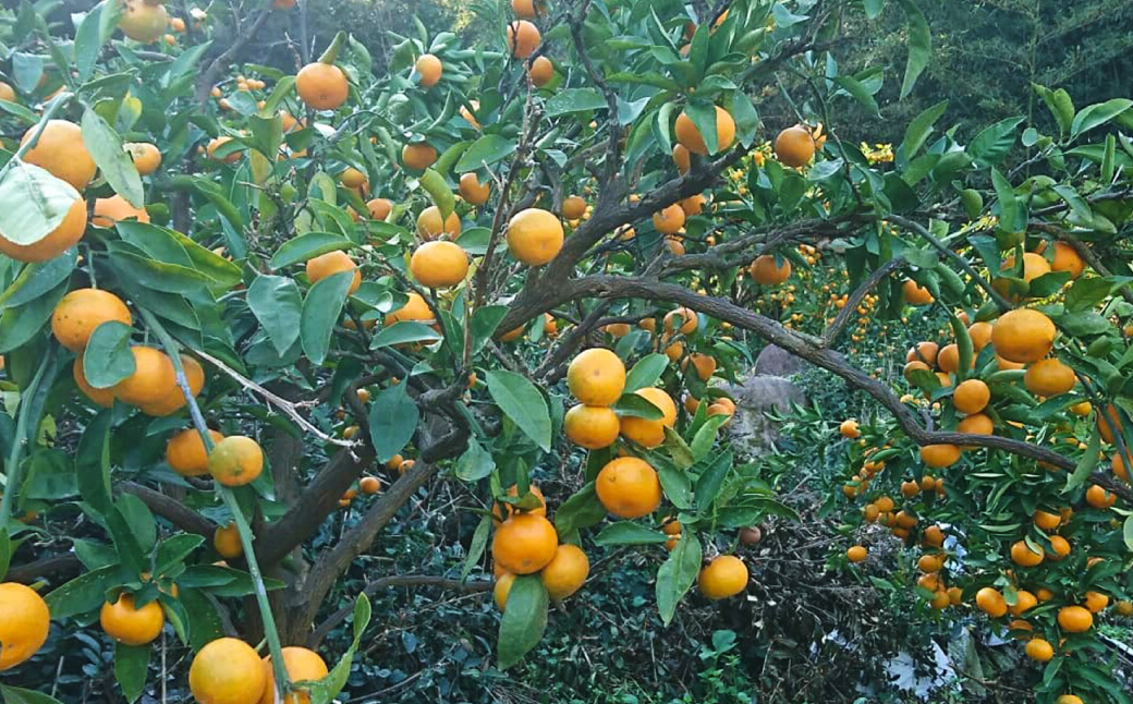 【11月上旬〜1月上旬発送】長崎県産 訳あり 早生みかん10kg (ご自宅用) ／ 果物 フルーツ 柑橘 蜜柑 ミカン 温州みかん 早生 訳アリ ワケアリ わけあり 理由あり 国産 大将農園 長崎県 